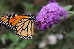 National Start Seeing Monarchs Day