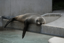 National Workplace Napping Day