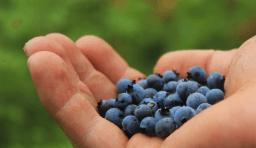 Pick Blueberries Day