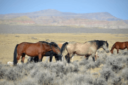 Pony Express Day