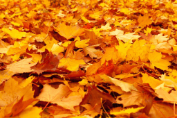 Samhain