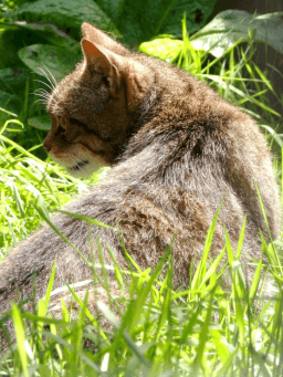 Scottish Wildcat Day
