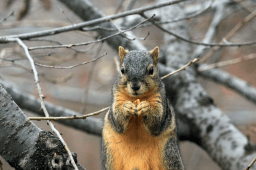 Squirrel Appreciation Day