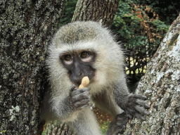 Take a Monkey to Lunch Day