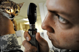 Take Your Cat to the Vet Day