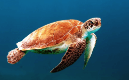 Turtle Adoption Day