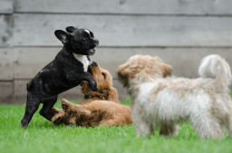 Work Like a Dog Day