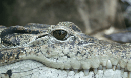 World Croc Day