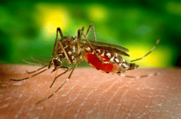 World Mosquito Day