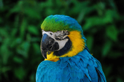 World Parrot Day