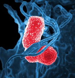 World Pneumonia Day