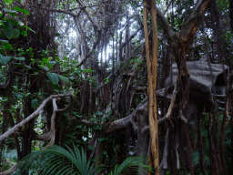 World Rainforest Day