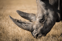 World Rhino Day
