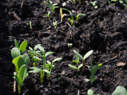 World Soil Day