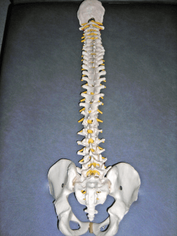 World Spine Day