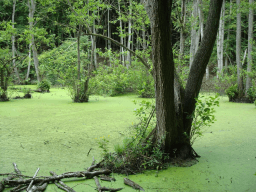 World Wetlands Day